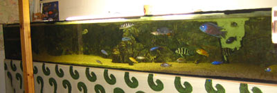 Le premier aquarium (300/80/40cm)